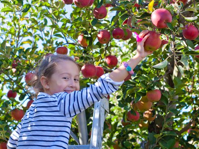 How To Harvest And Store Apples | NDSU Agriculture